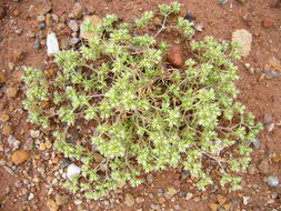 صورة <i>Scleranthus <i>annuus</i></i> ssp. annuus