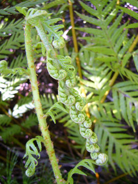 Image of giant chain fern