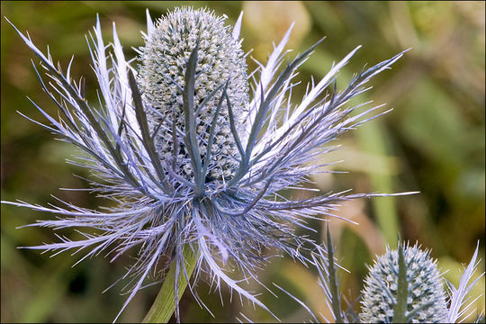 Image de Panicaut des Alpes