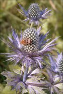 Imagem de Eryngium alpinum L.