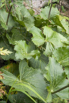 Image de Panicaut des Alpes