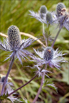 Image de Panicaut des Alpes