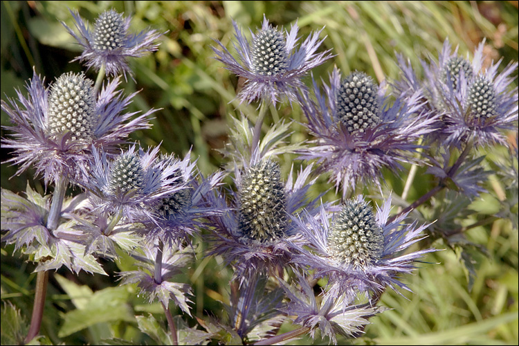 Imagem de Eryngium alpinum L.