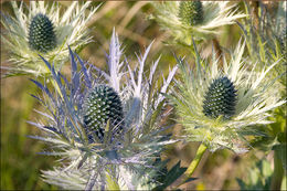 Imagem de Eryngium alpinum L.