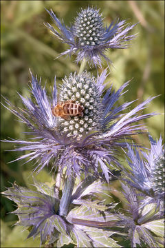 Image de Panicaut des Alpes