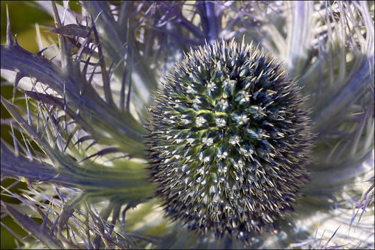 Imagem de Eryngium alpinum L.