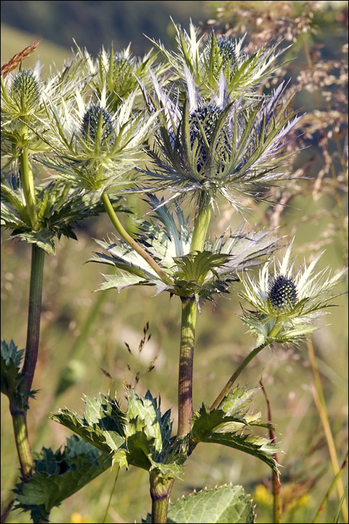 Imagem de Eryngium alpinum L.