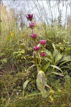 Image de Gentiana pannonica Scop.