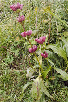 Image of Gentiana pannonica Scop.