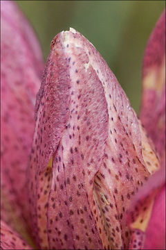 Image of Gentiana pannonica Scop.