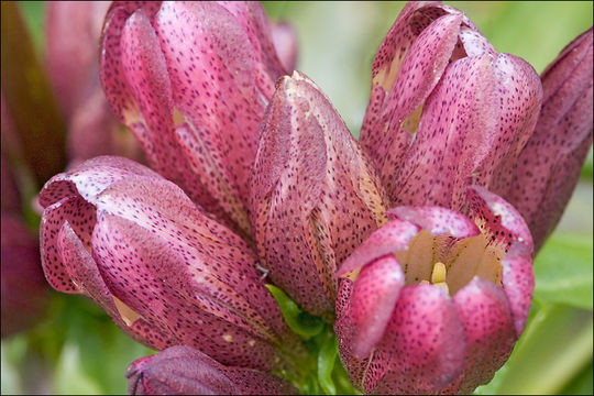 Image of Gentiana pannonica Scop.