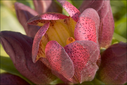 Image of Gentiana pannonica Scop.