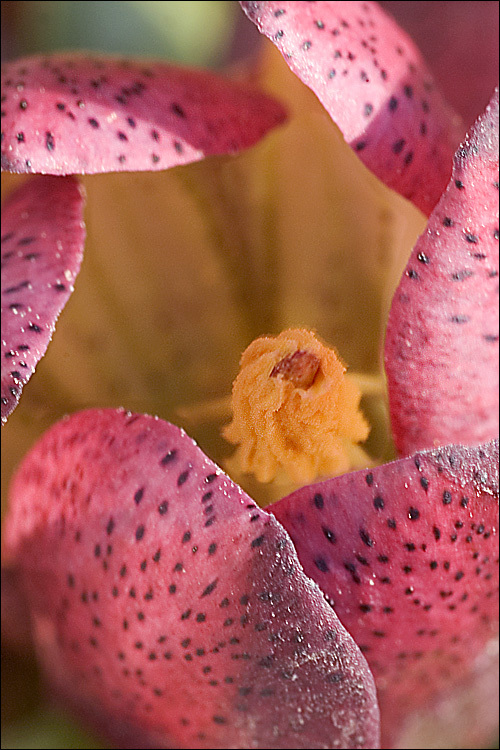 Image of Gentiana pannonica Scop.