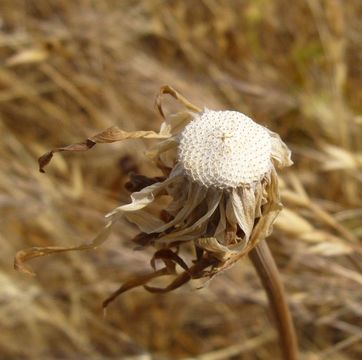 Image of bigflower agoseris