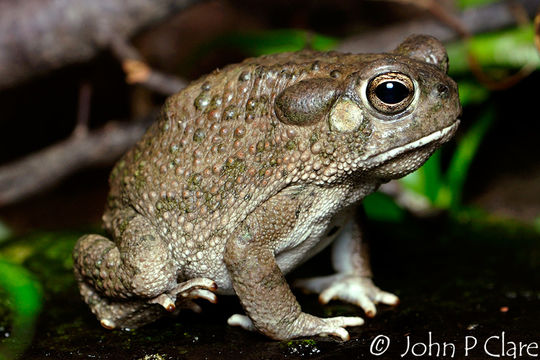 Image of Anaxyrus speciosus (Girard 1854)