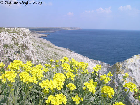 Plancia ëd Aurinia leucadea (Guss.) K. Koch