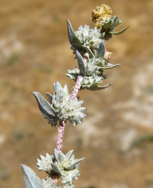 Image of Ball Saltbush