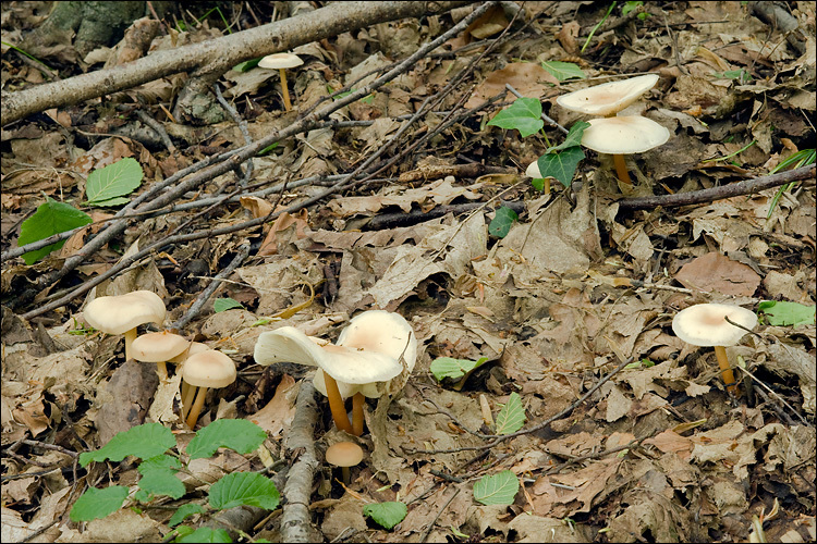 Image of Gymnopus aquosus (Bull.) Antonín & Noordel. 1997