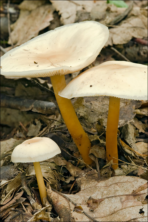 Image of Gymnopus aquosus (Bull.) Antonín & Noordel. 1997