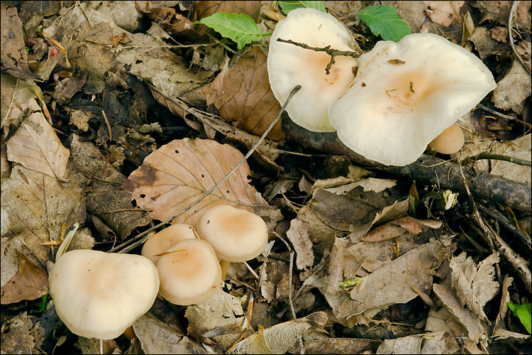 Image of Gymnopus aquosus (Bull.) Antonín & Noordel. 1997