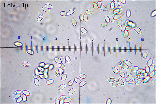 Image of Gymnopus aquosus (Bull.) Antonín & Noordel. 1997