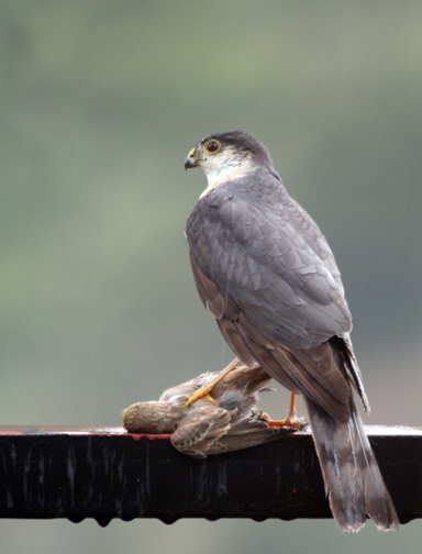 Plancia ëd Accipiter striatus Vieillot 1808