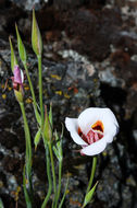 Image of superb mariposa lily