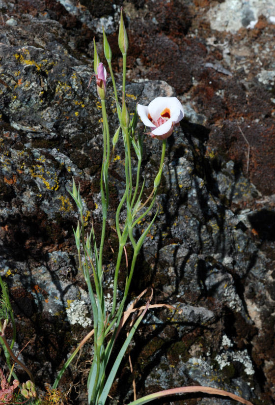 Image of superb mariposa lily