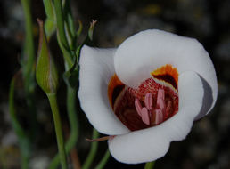 Image of superb mariposa lily