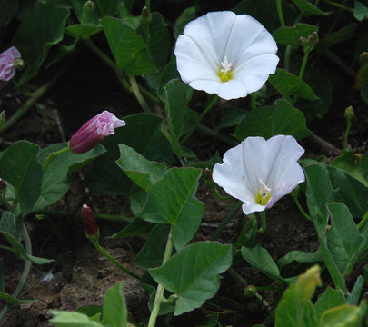 Image of Field Bindweed