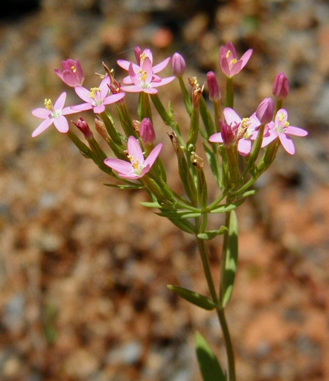 Image of charming centaury