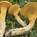 Imagem de Suillus bovinus (L.) Roussel 1796