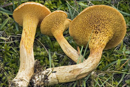 Image of Suillus bovinus (L.) Roussel 1796