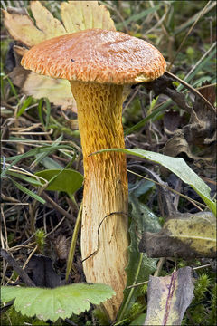 Image of Suillus bovinus (L.) Roussel 1796