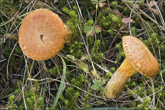 Image of Suillus bovinus (L.) Roussel 1796