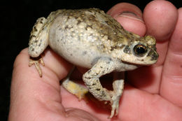 صورة Anaxyrus punctatus (Baird & Girard 1852)