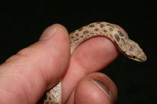 Image of Desert Night Snake