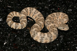 صورة Crotalus mitchellii (Cope 1861)