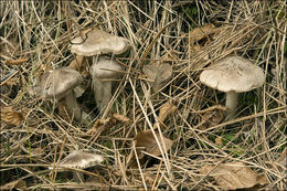 Image of Grey Agaric