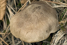 Imagem de Tricholoma terreum (Schaeff.) P. Kumm. 1871