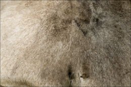 Image of Grey Agaric