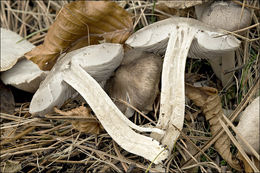 Image of Grey Agaric