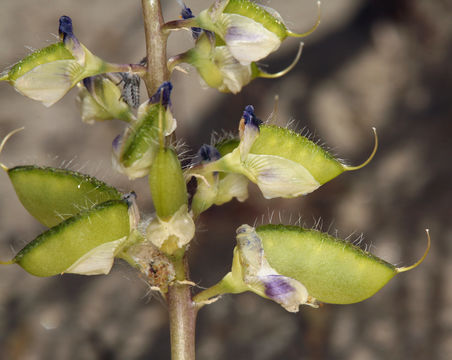 Image of Mojave lupine