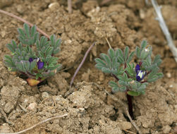 Image of shortstem lupine