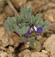 Imagem de Lupinus brevicaulis S. Watson