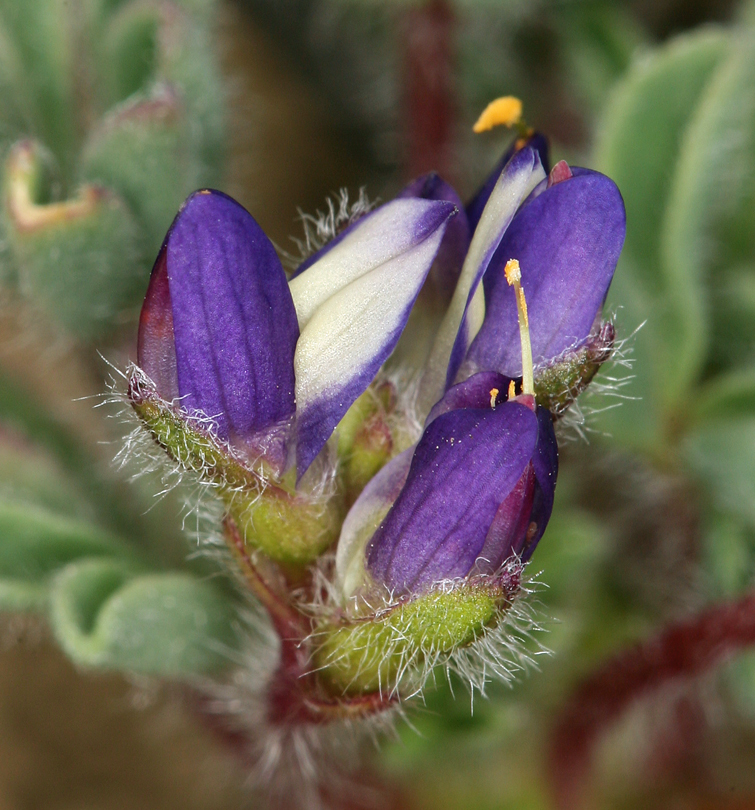 Imagem de Lupinus brevicaulis S. Watson