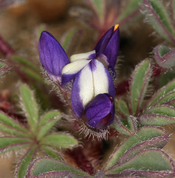 Image of shortstem lupine