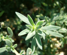 Image of Fivehorn Smotherweed
