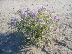 Image of silverleaf nightshade