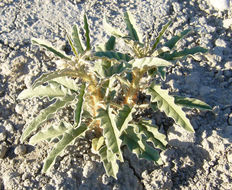 Image of silverleaf nightshade